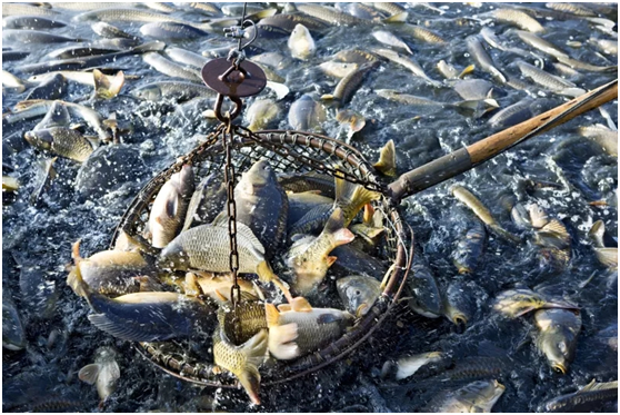 एक्सट्रूडेड फीड बनाम पेलेट फीड, प्रक्रिया प्रभुत्व निर्धारित करती है (图3) एक्सट्रूडेड फीड बनाम पेलेट फीड, प्रक्रिया प्रभुत्व निर्धारित करती है (图3)