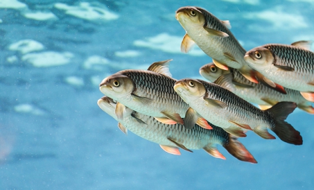 सामग्री पेराई सुंदरता के लिए जलीय फ़ीड की आवश्यकताएं